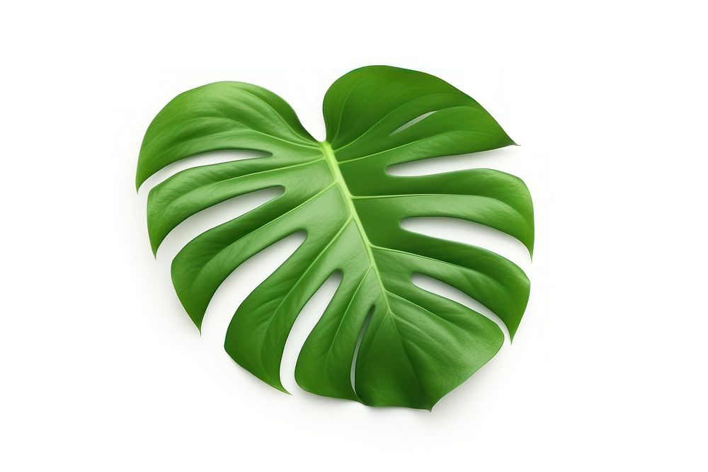 Philodendron Xanadu leaf plant white background xanthosoma. AI generated Image by rawpixel.
