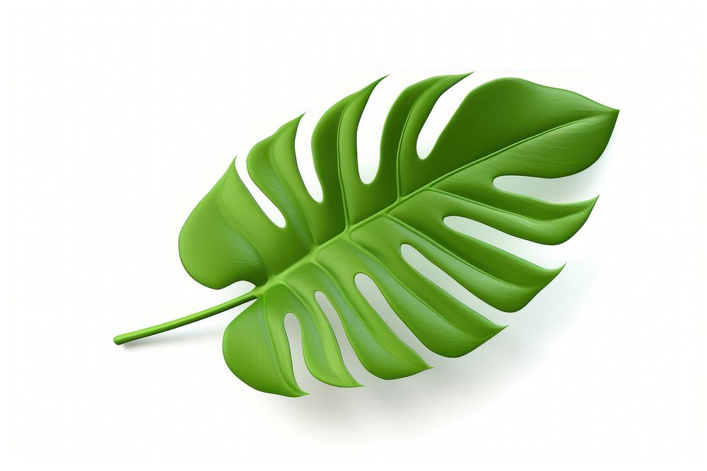 Philodendron Xanadu leaf plant white background freshness. AI generated Image by rawpixel.