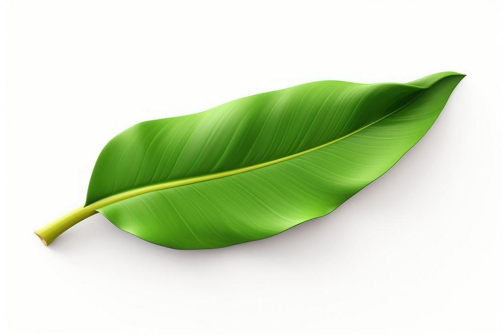 Banana leaf plant white background freshness. AI generated Image by rawpixel.