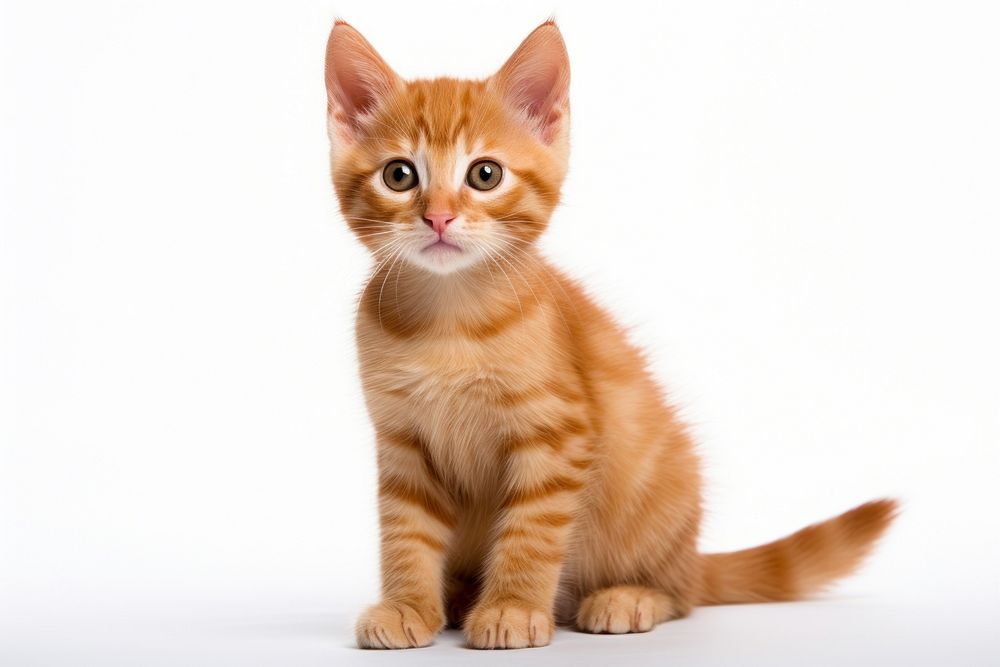 Ginger kitten animal mammal pet. AI generated Image by rawpixel.