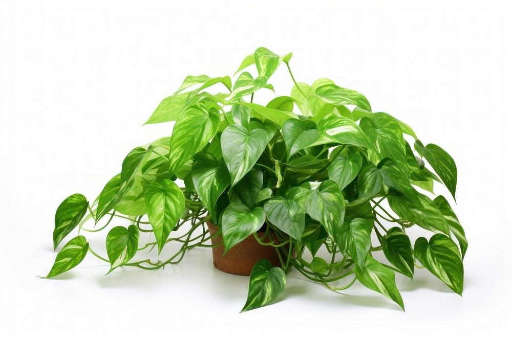 Pothos plant leaf white background houseplant. 