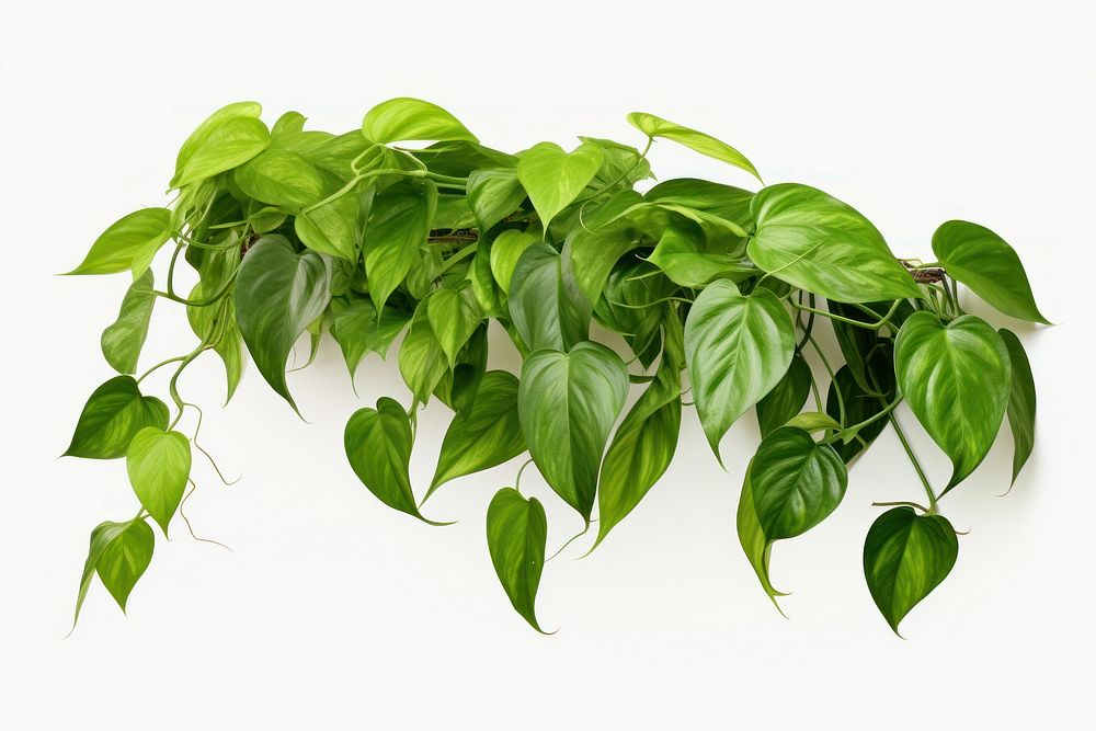 Pothos plant leaf white background freshness. 