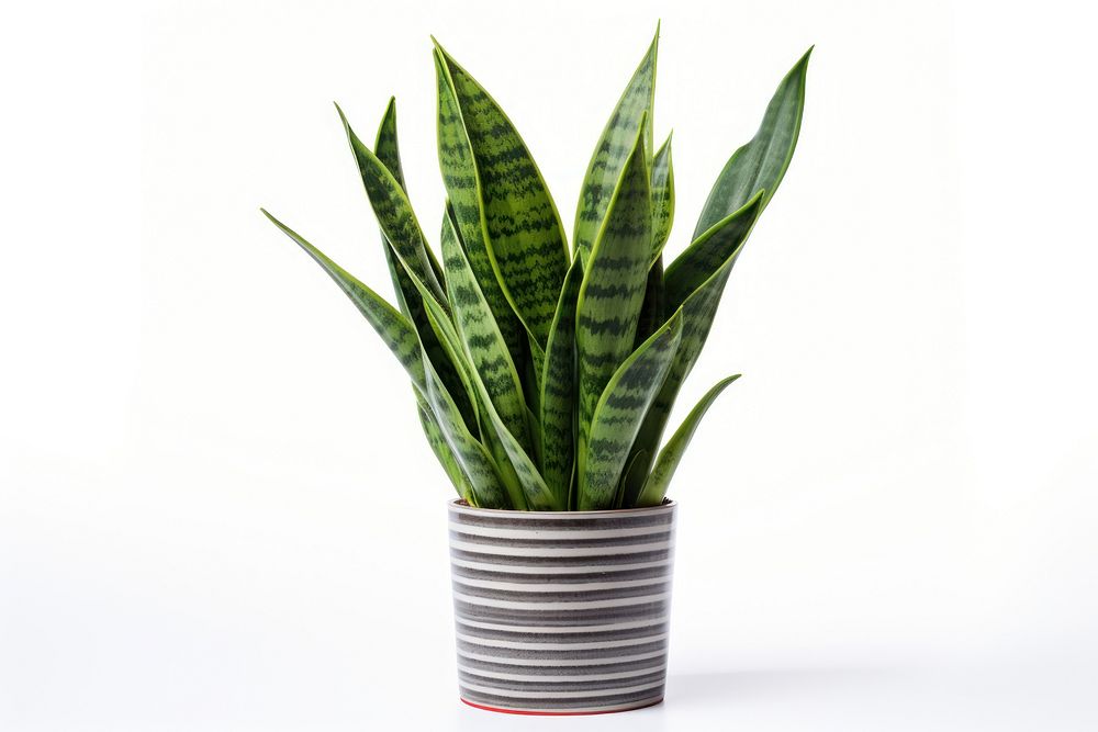 Snake plant leaf vase white background. 