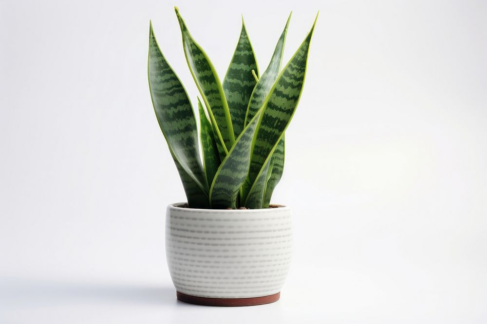 Snake plant leaf white background houseplant. 