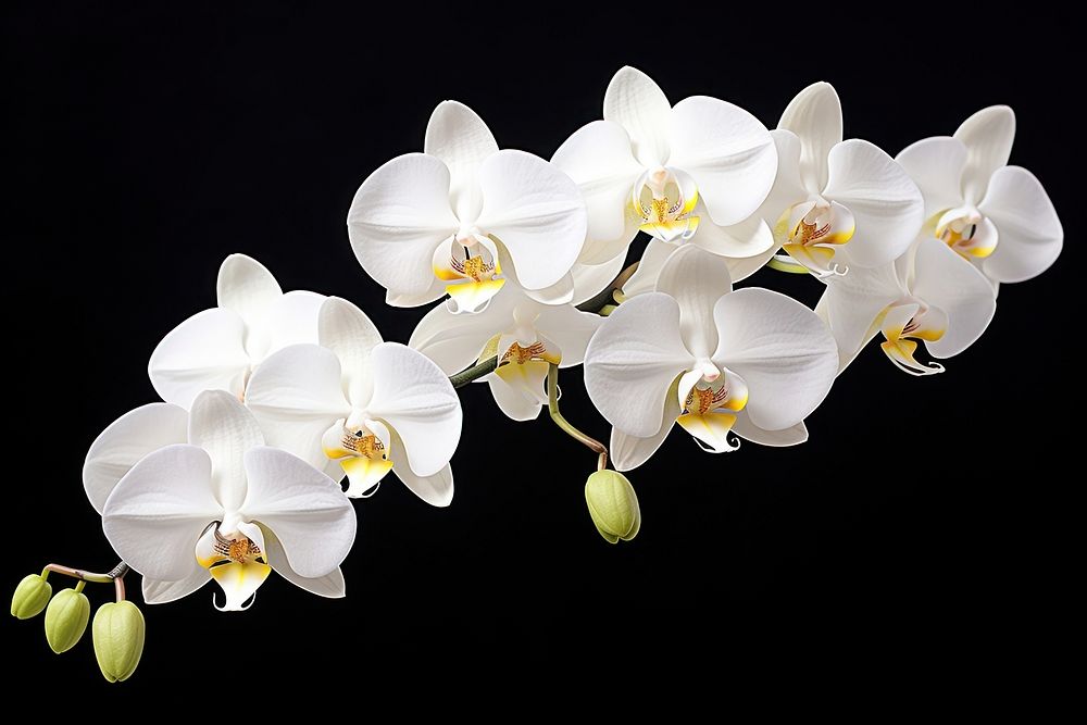 Orchid flower plant white. 