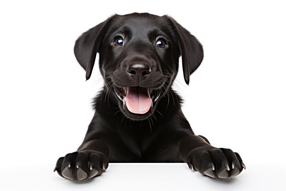 Happy black puppy Labrador Retriever. AI generated Image by rawpixel.