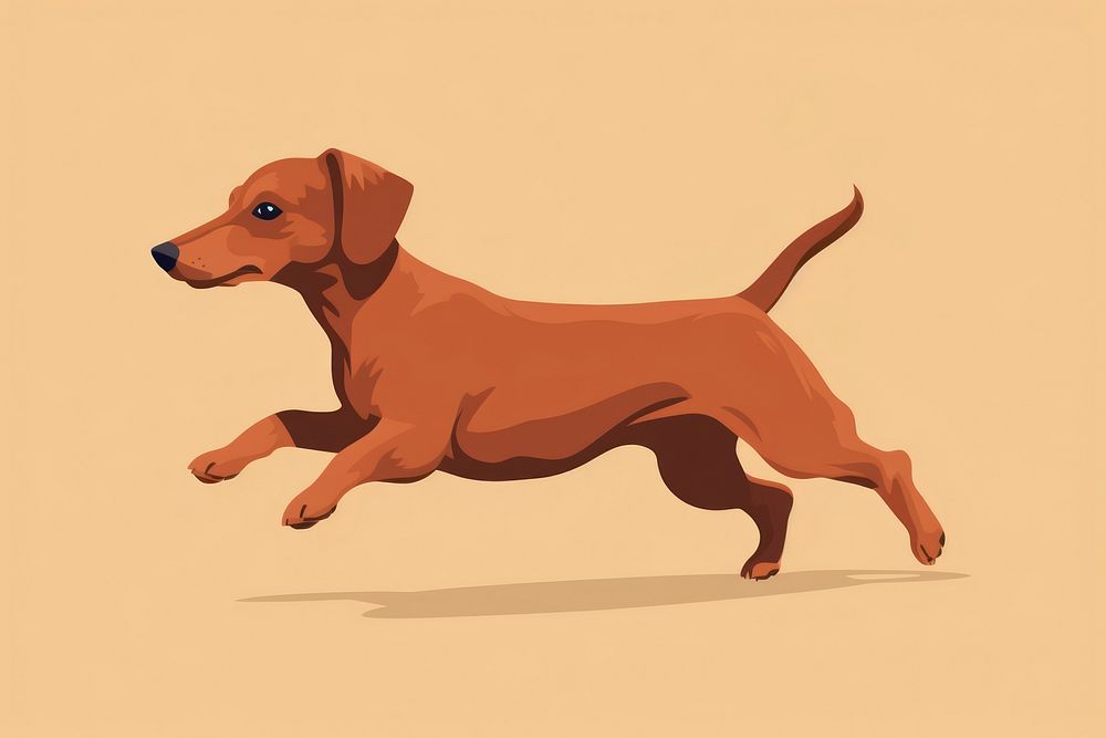 Dog dachshund animal mammal. 