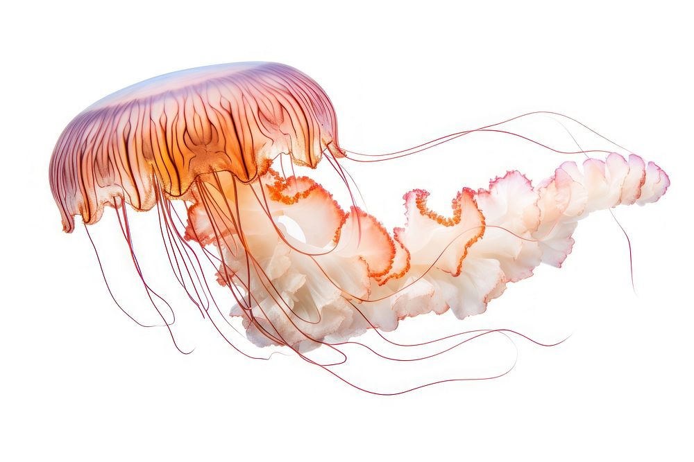 Jellyfish white background invertebrate underwater. AI generated Image by rawpixel.