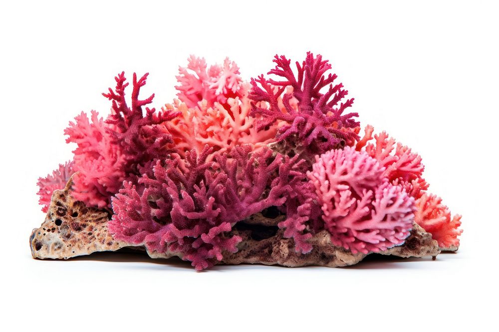 Corals nature sea white background. AI generated Image by rawpixel.