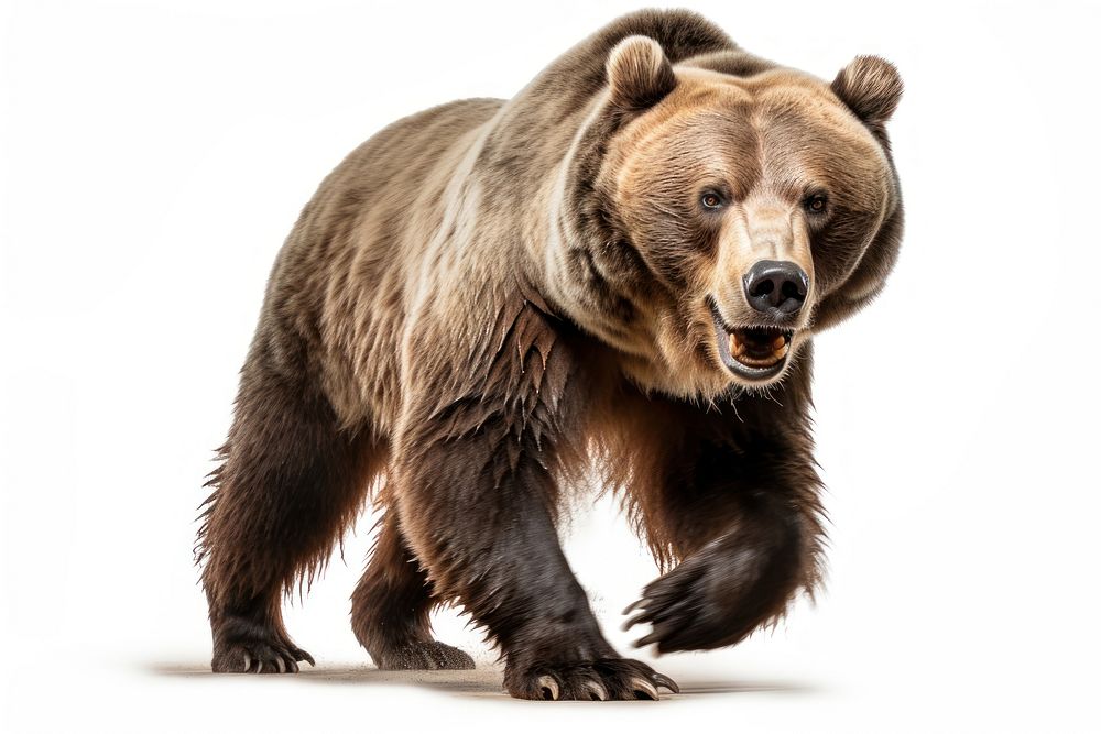 Grizzly bear wildlife mammal animal. AI generated Image by rawpixel.