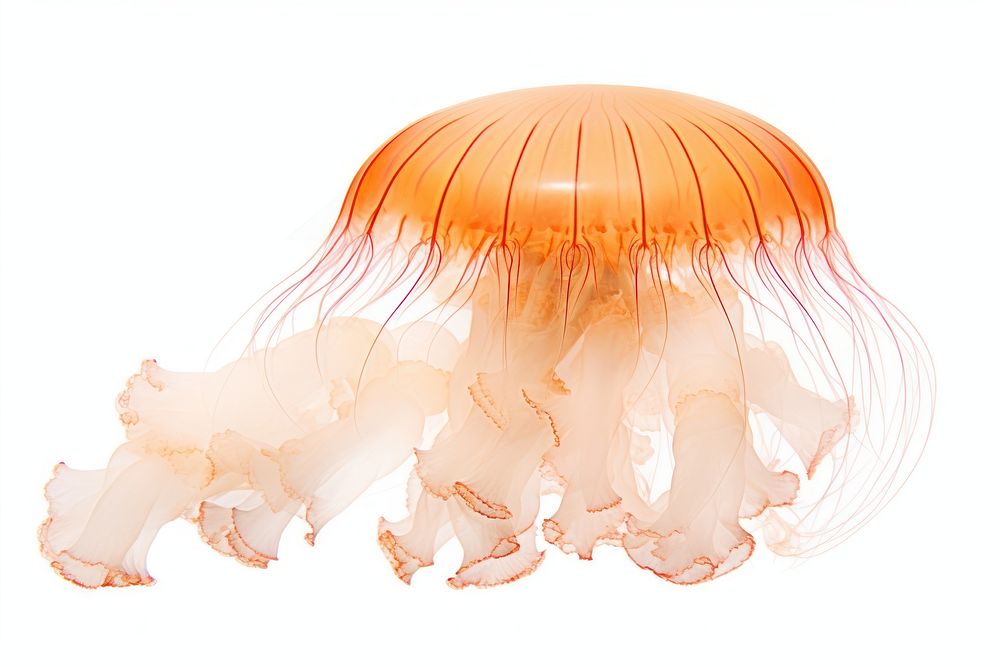 Jellyfish white background invertebrate tentacle. AI generated Image by rawpixel.