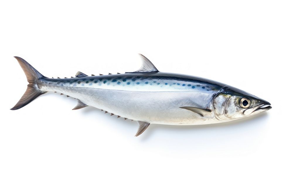 Mackerel Animal Fish White Background. | Free Photo - Rawpixel