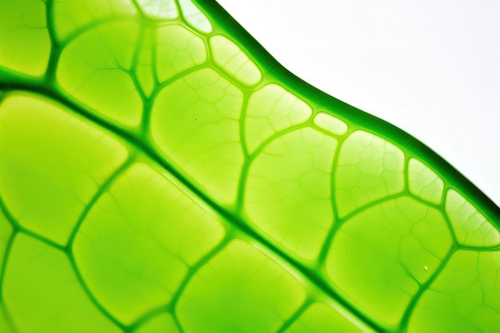 Chlorophyll cell backgrounds green leaf. AI generated Image by rawpixel.