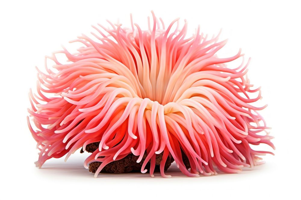 Sea anemone white background invertebrate underwater. 