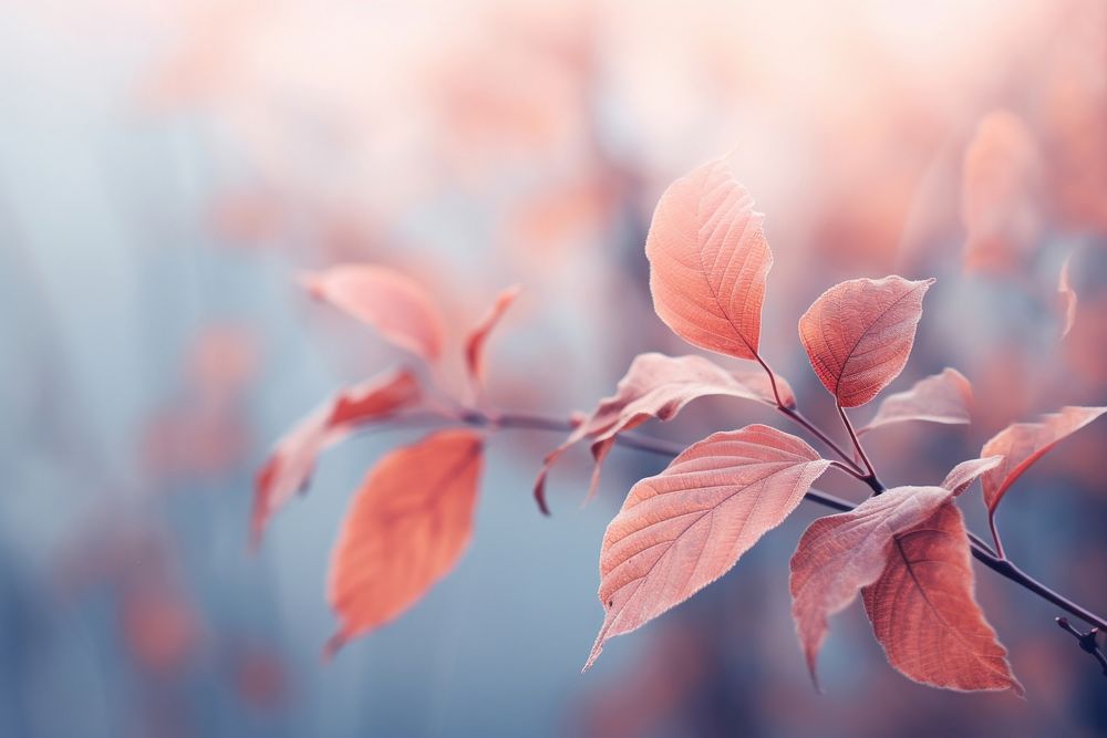 Autumn backgrounds outdoors blossom. AI generated Image by rawpixel.