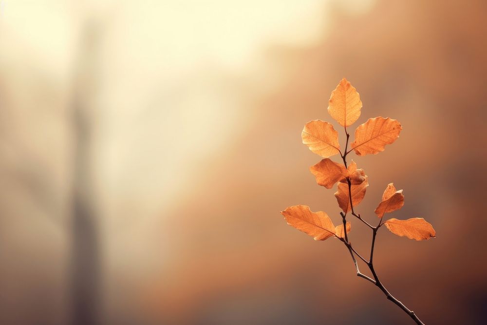 Autumn sunlight outdoors nature. 