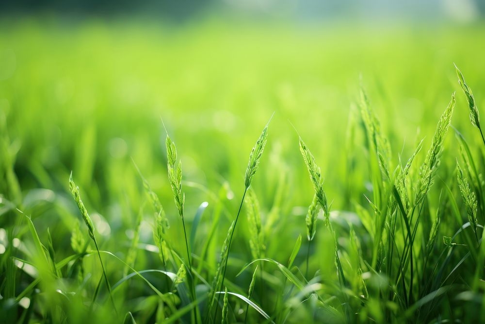 Green meadow backgrounds outdoors nature. AI generated Image by rawpixel.