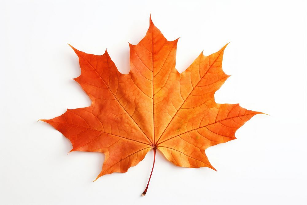 Maple leaf plant tree white background. 