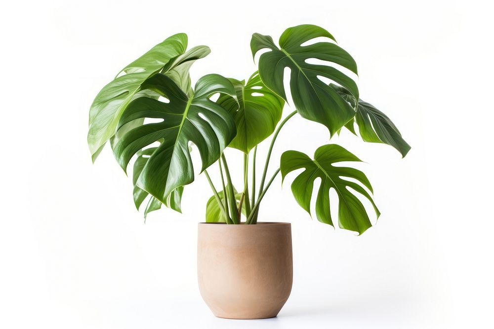 Plant leaf white background houseplant. 