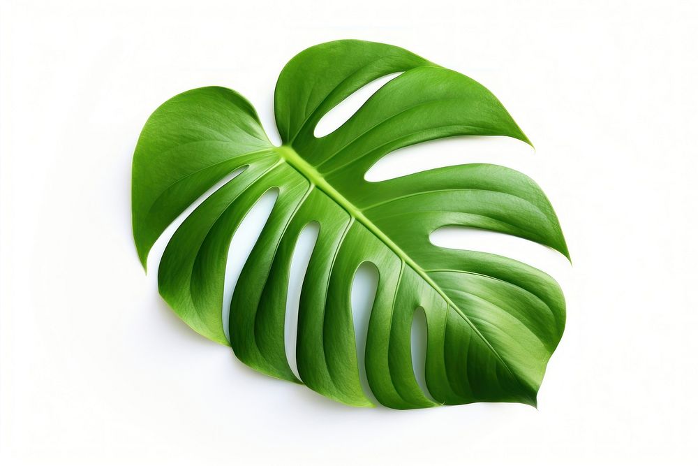 Monstera leaf plant white background xanthosoma. 