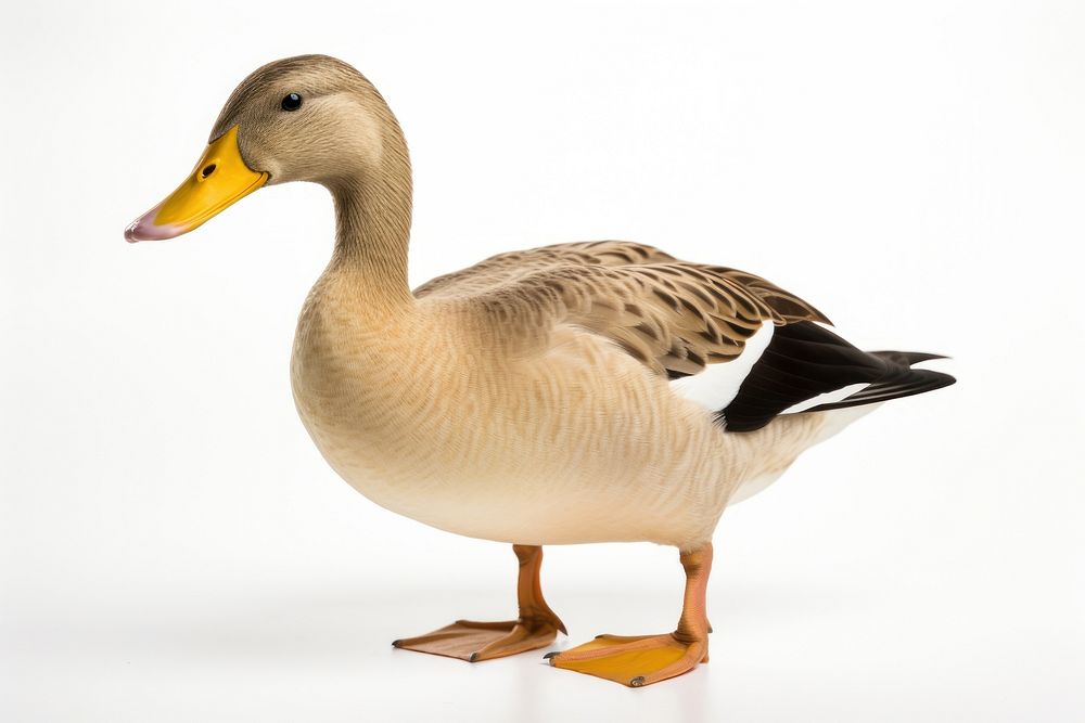 Duck duck animal goose. AI generated Image by rawpixel.