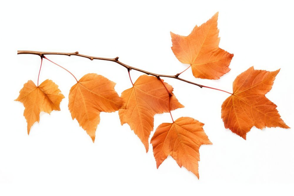 Autumn tree leaves plant maple. AI generated Image by rawpixel.