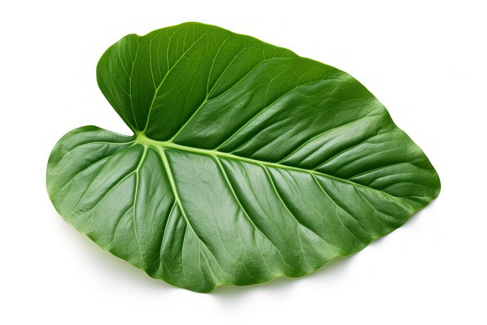 Tropical Alocasia leaf plant white background xanthosoma. AI generated Image by rawpixel.