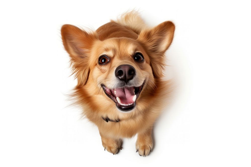 Happy dog pet animal puppy. AI generated Image by rawpixel.