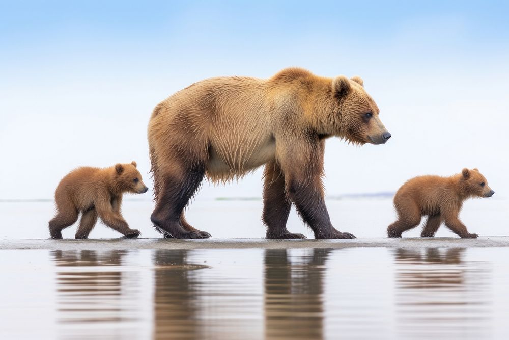 Grizzly wildlife walking animal. AI generated Image by rawpixel.