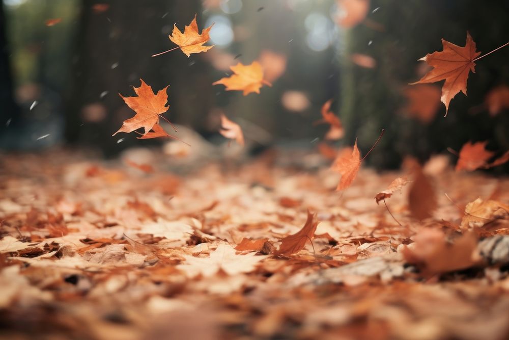 Autumn autumn leaves forest. AI generated Image by rawpixel.