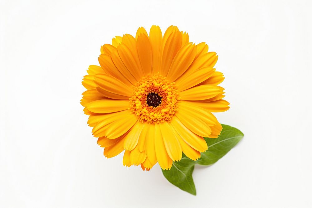 Flower calendula petal plant. 