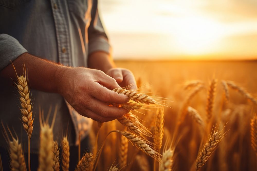 Wheat farmer field outdoors. AI generated Image by rawpixel.