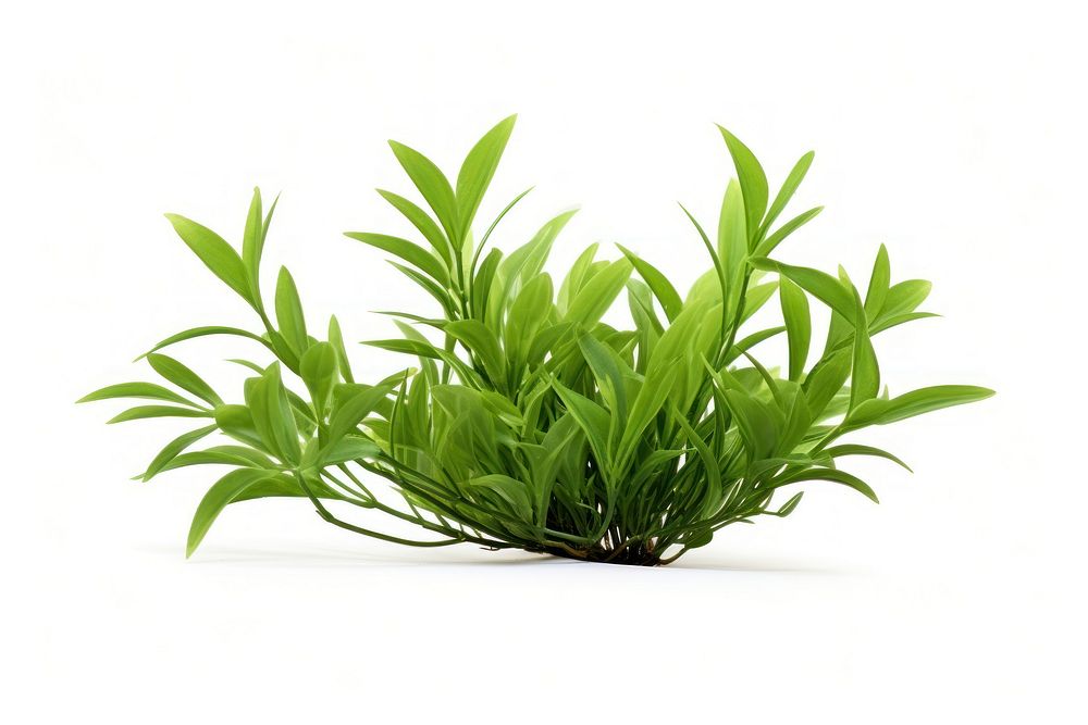 Plant grass herbs leaf. AI generated Image by rawpixel.