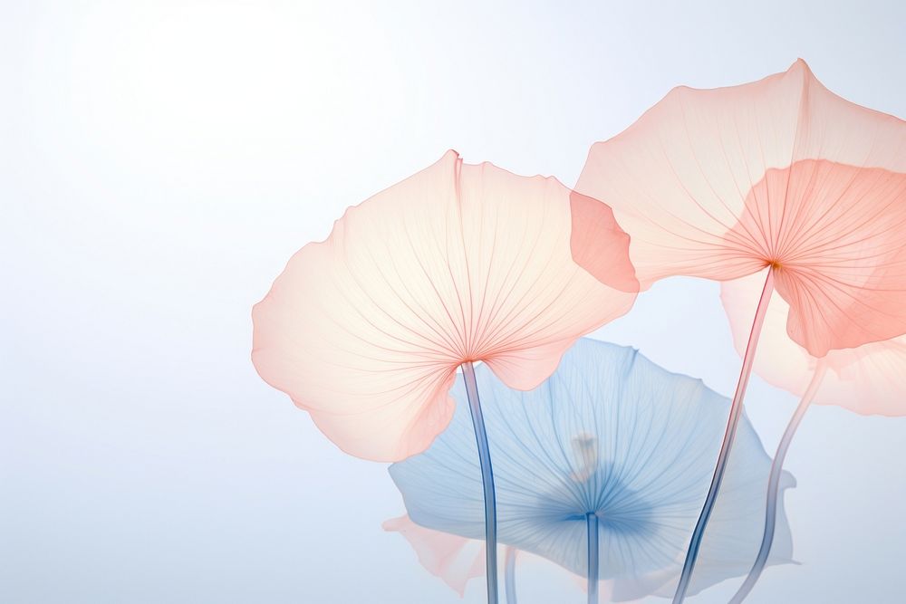 Lotus plant flower nature. AI generated Image by rawpixel.