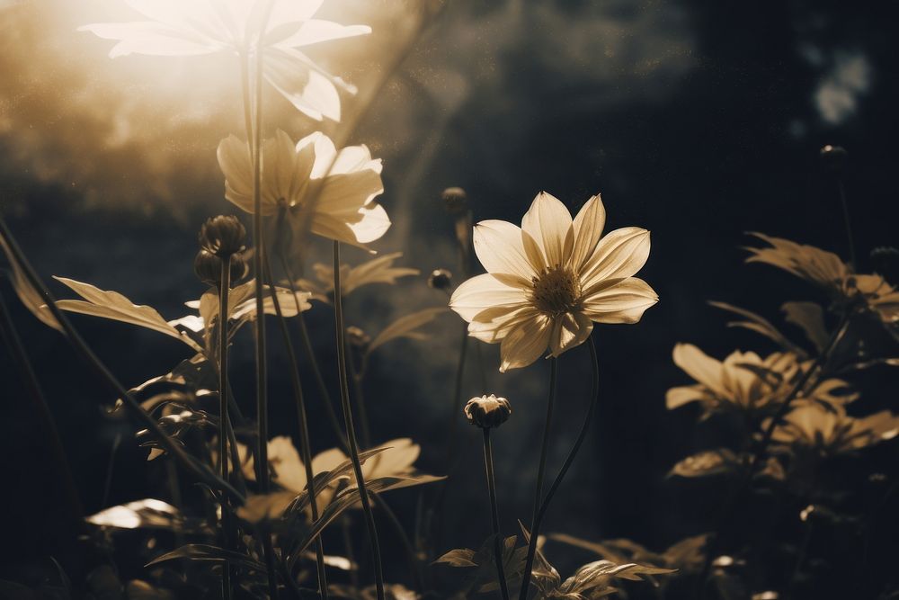 Flower light sunlight outdoors. AI generated Image by rawpixel.