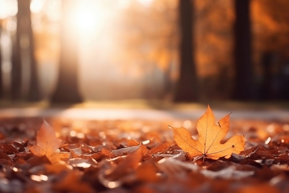 Autumn autumn backgrounds leaves. AI generated Image by rawpixel.