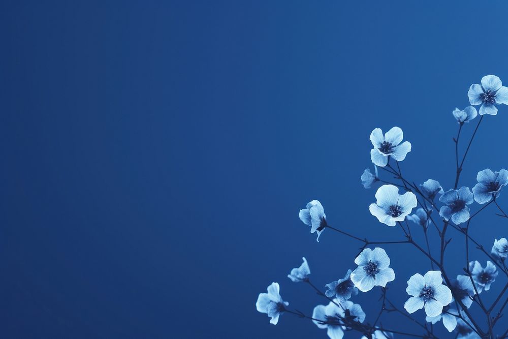 Minimal blue sparples background outdoors blossom flower. AI generated Image by rawpixel.