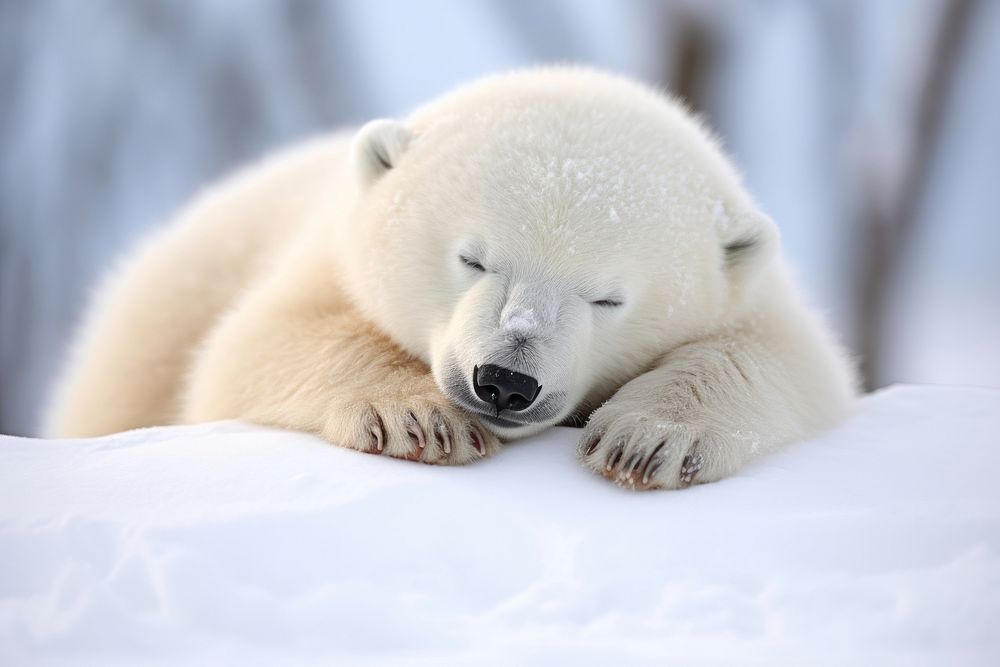 Sleeping polar bear animal wildlife mammal. AI generated Image by rawpixel.