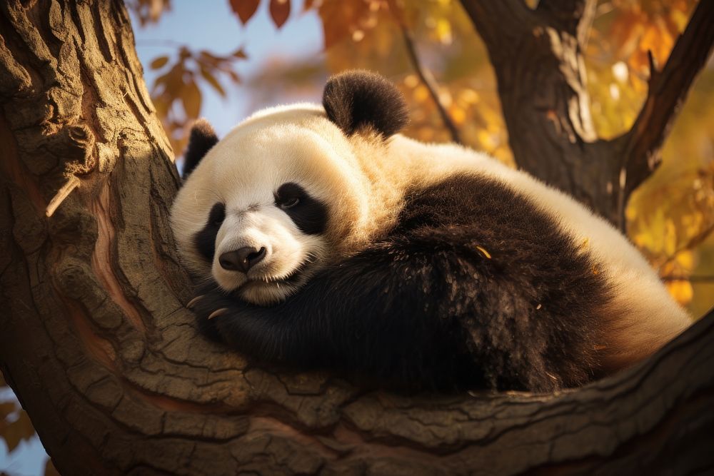 Lazy panda sleeping animal wildlife mammal. AI generated Image by rawpixel.