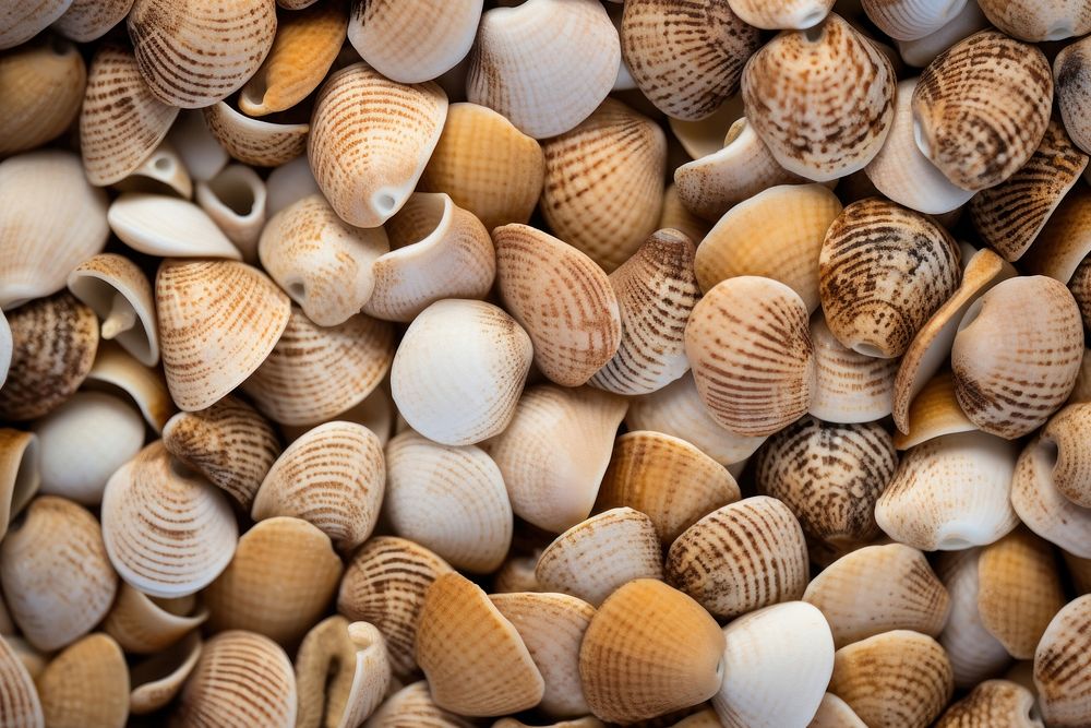 Beach texture seashell clam invertebrate. AI generated Image by rawpixel.