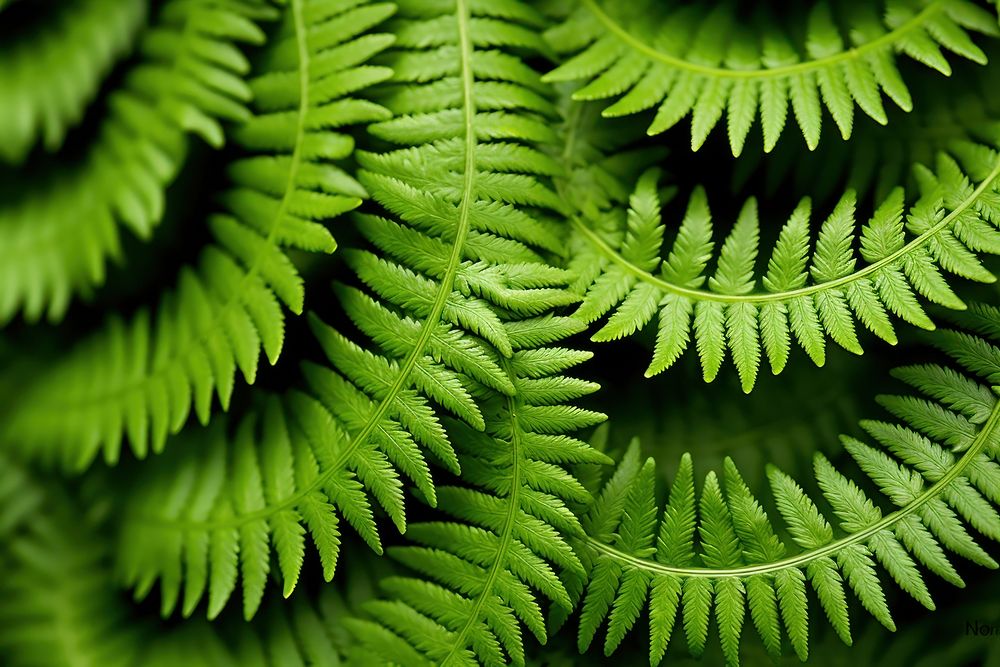 Fern texture fern plant leaf. AI generated Image by rawpixel.