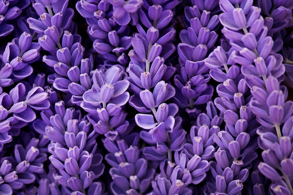 Lavender texture lavender blossom flower. AI generated Image by rawpixel.