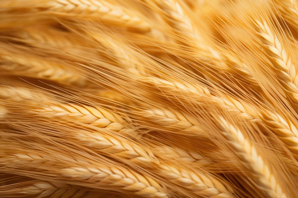 Wheat texture wheat agriculture backgrounds. AI generated Image by rawpixel.