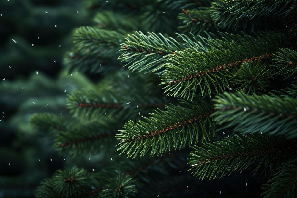 Christmas fir branches backgrounds plant tree. 