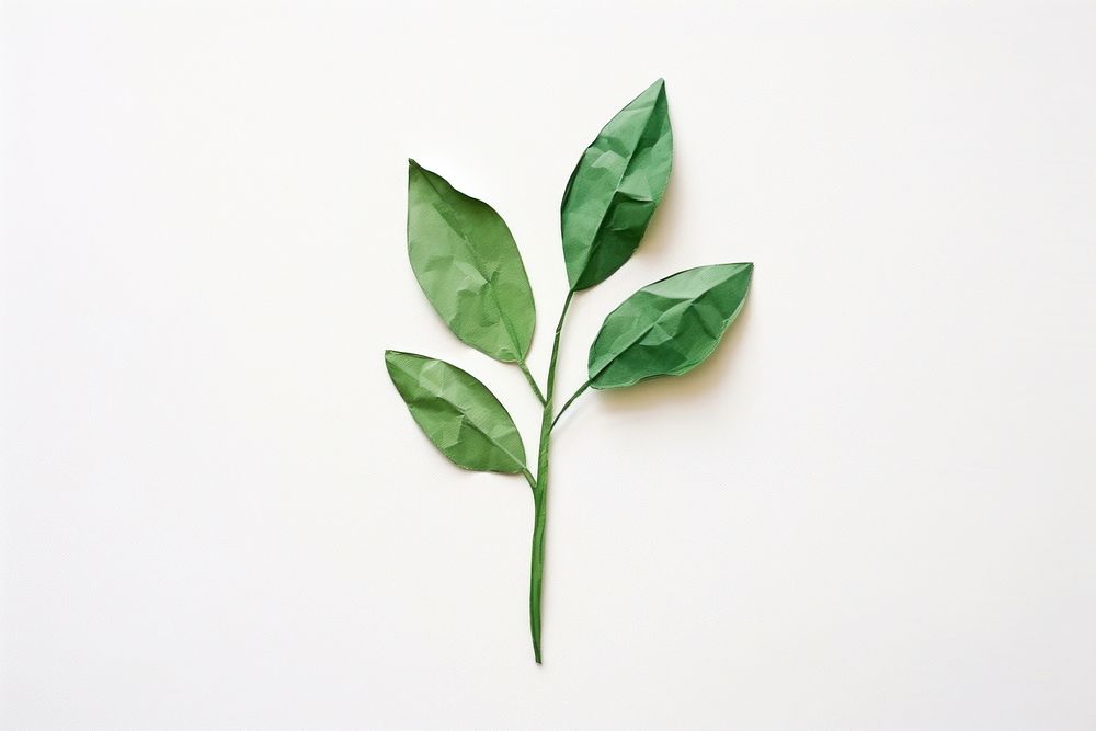 Green plant leaf white background freshness. AI generated Image by rawpixel.