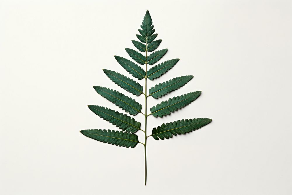 Fern leaf plant cannabis medicine. AI generated Image by rawpixel.