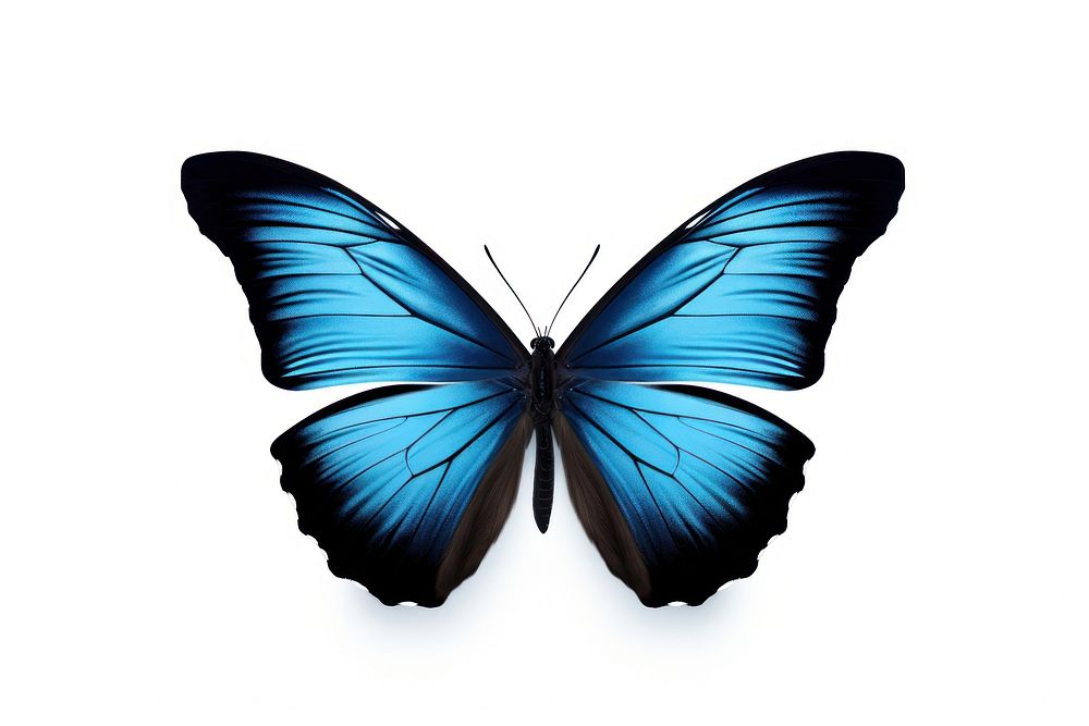 A flying butterfly animal insect white background. AI generated Image by rawpixel.