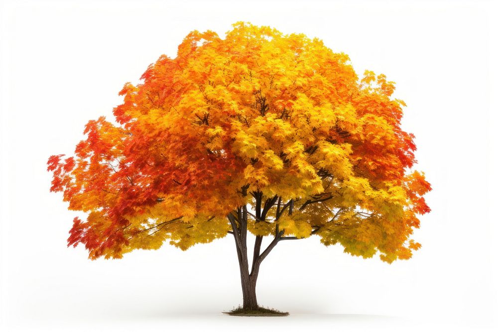 Autumn tree leaf autumn yellow. AI generated Image by rawpixel.
