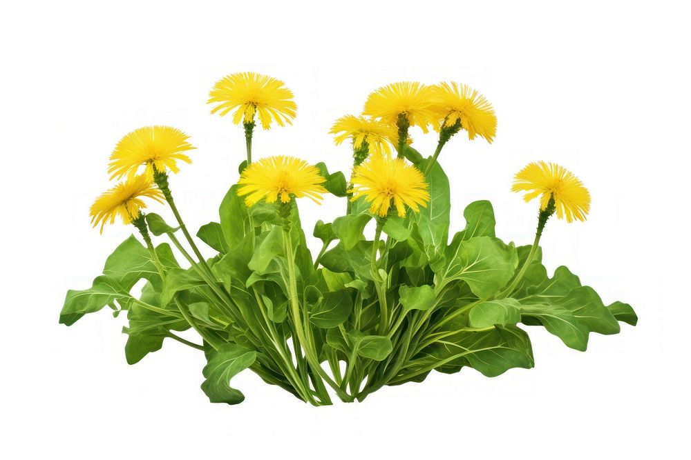 A growing dandelion bush vegetable flower plant. AI generated Image by rawpixel.