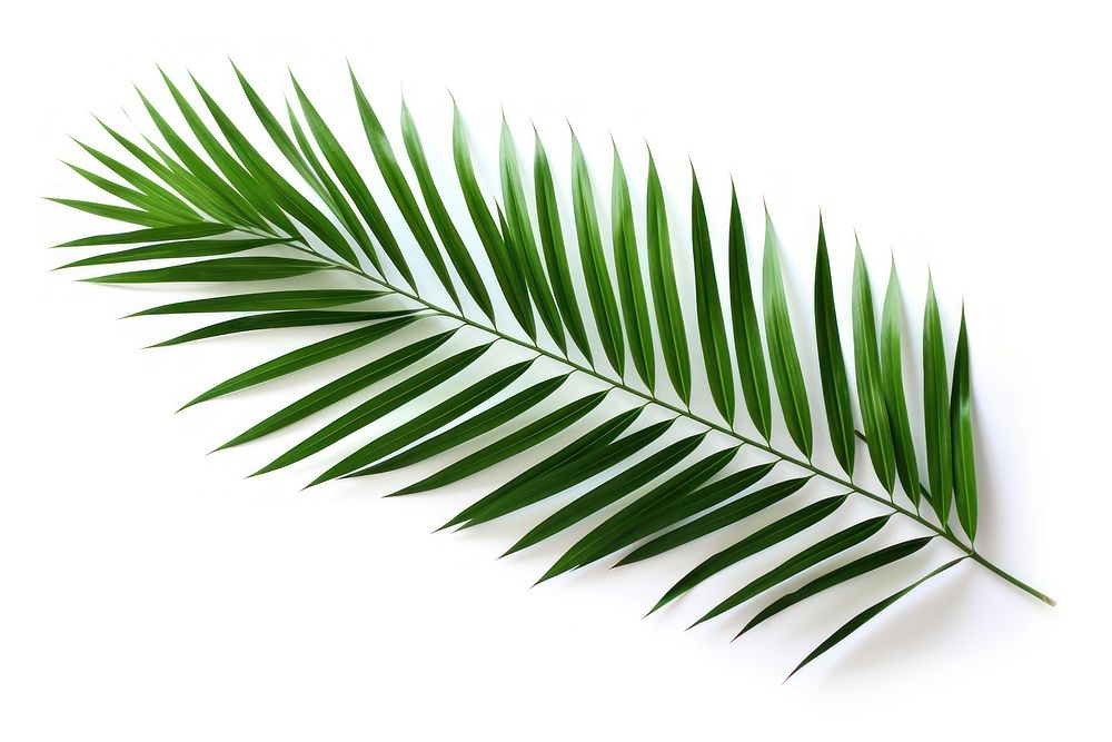 Beach palm leaves plant leaf tree. AI generated Image by rawpixel.